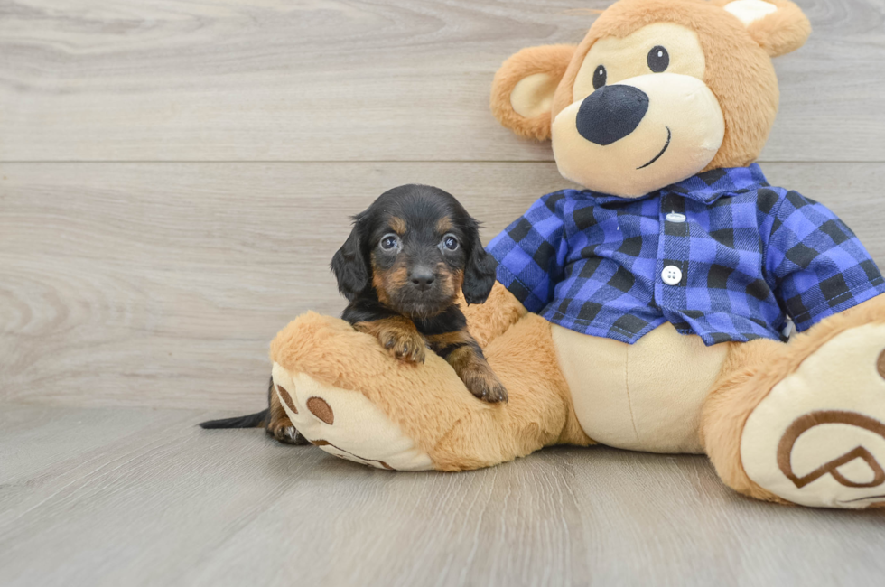 8 week old Dachshund Puppy For Sale - Windy City Pups