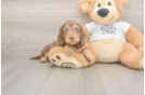 Dachshund Pup Being Cute