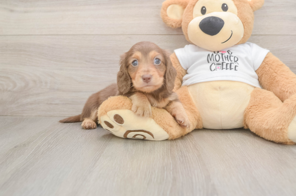 5 week old Dachshund Puppy For Sale - Windy City Pups
