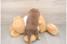 Cute Dachshund Baby