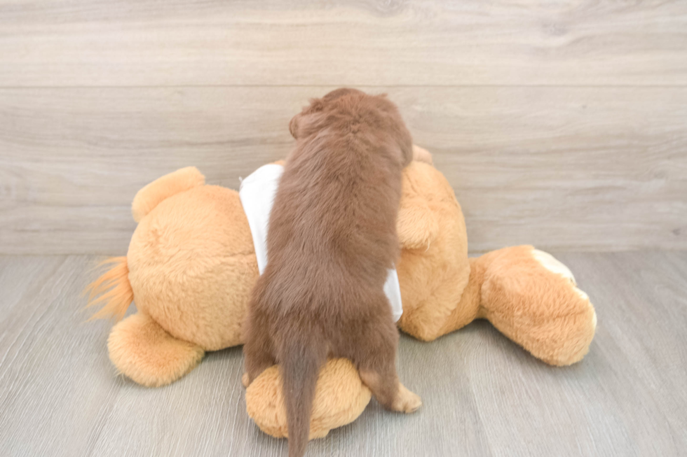 Cute Dachshund Baby