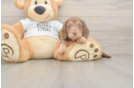 Dachshund Pup Being Cute