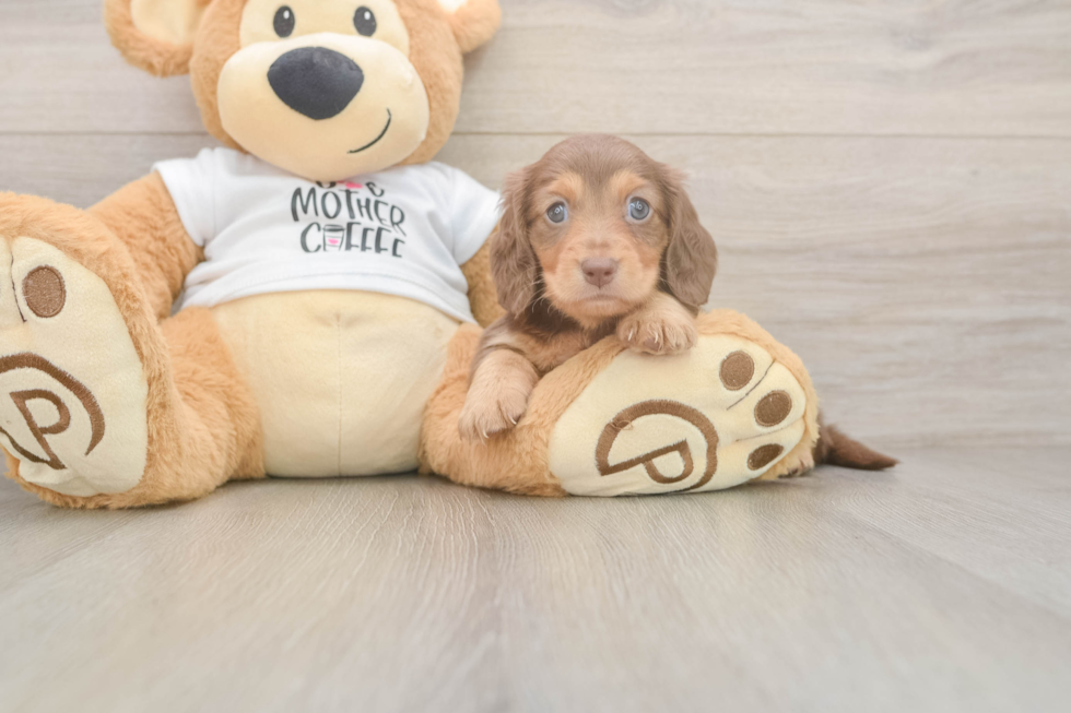 Dachshund Pup Being Cute