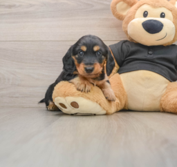 5 week old Dachshund Puppy For Sale - Windy City Pups