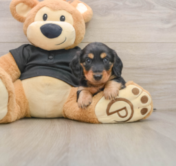 5 week old Dachshund Puppy For Sale - Windy City Pups