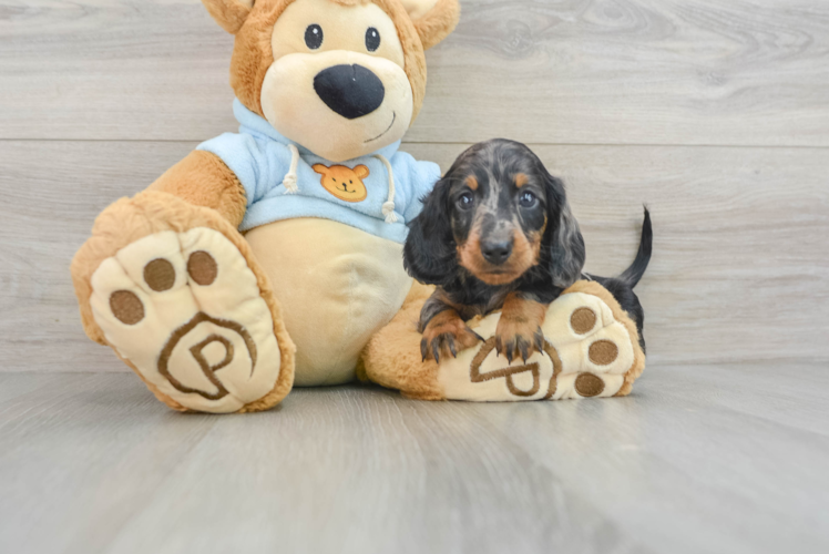 Cute Dachshund Purebred Pup