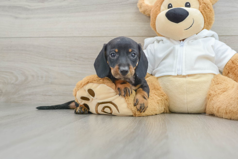 Cute Doxie Purebred Puppy