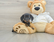 6 week old Dachshund Puppy For Sale - Windy City Pups