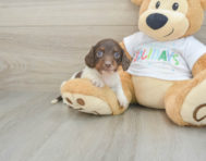 6 week old Dachshund Puppy For Sale - Windy City Pups