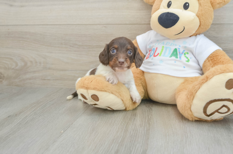 6 week old Dachshund Puppy For Sale - Windy City Pups