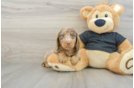 Cute Doxie Purebred Puppy