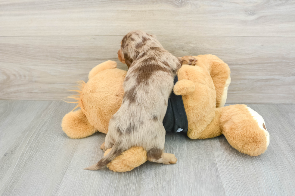 Dachshund Pup Being Cute