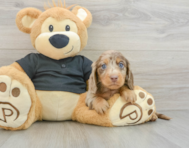 5 week old Dachshund Puppy For Sale - Windy City Pups