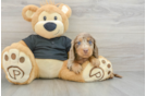 Cute Dachshund Purebred Pup