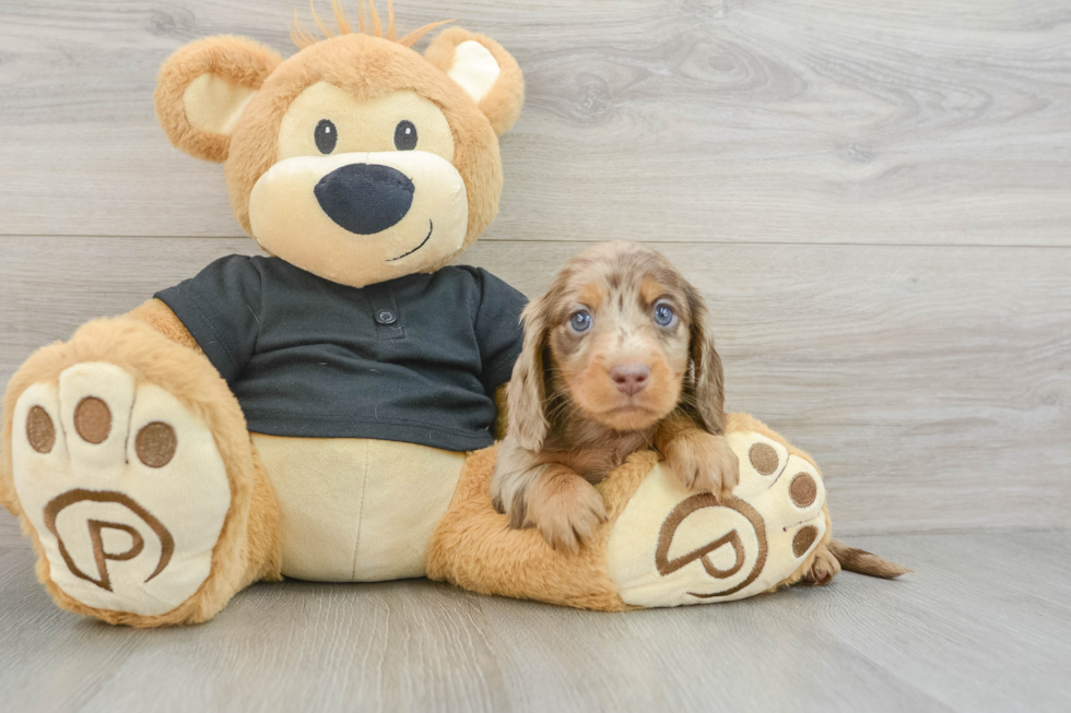 Cute Dachshund Purebred Pup