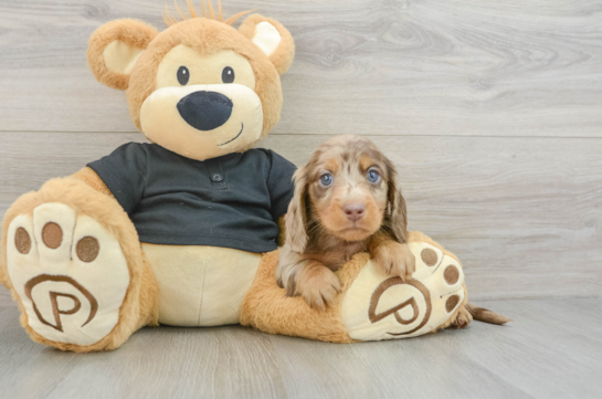 Cute Dachshund Purebred Pup