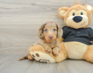 8 week old Dachshund Puppy For Sale - Windy City Pups