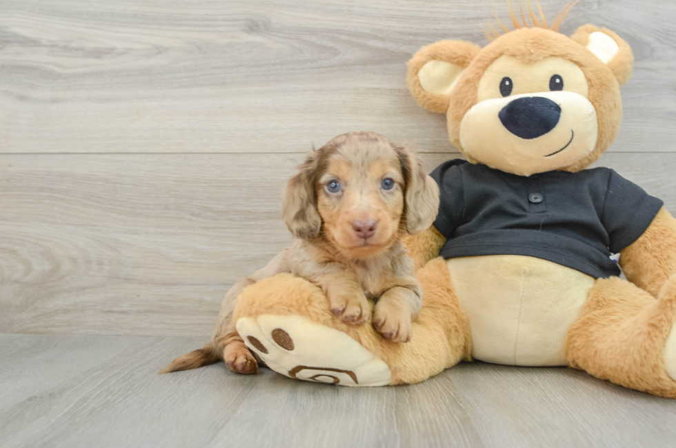 5 week old Dachshund Puppy For Sale - Windy City Pups