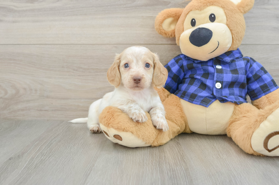 5 week old Dachshund Puppy For Sale - Windy City Pups