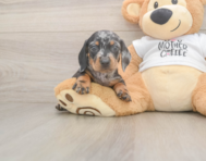7 week old Dachshund Puppy For Sale - Windy City Pups