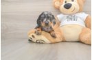 Cute Dachshund Purebred Pup