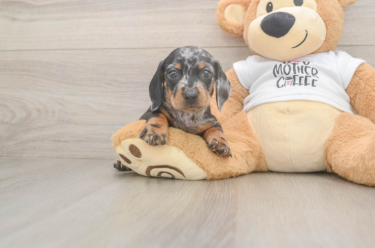 Cute Dachshund Purebred Pup