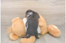 Cute Dachshund Baby