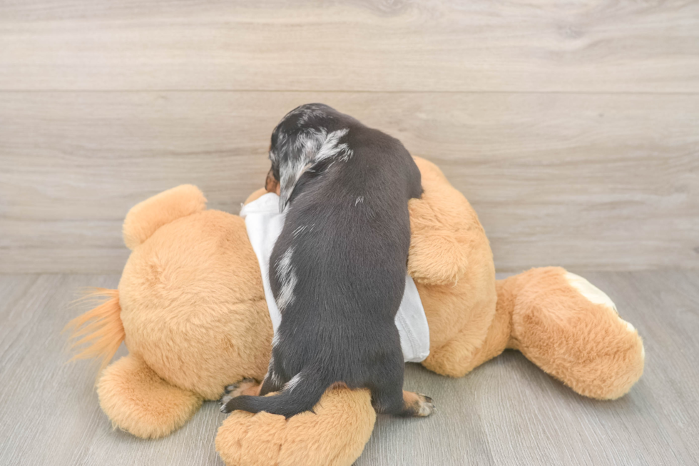 Cute Dachshund Baby