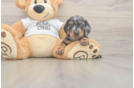 Dachshund Pup Being Cute