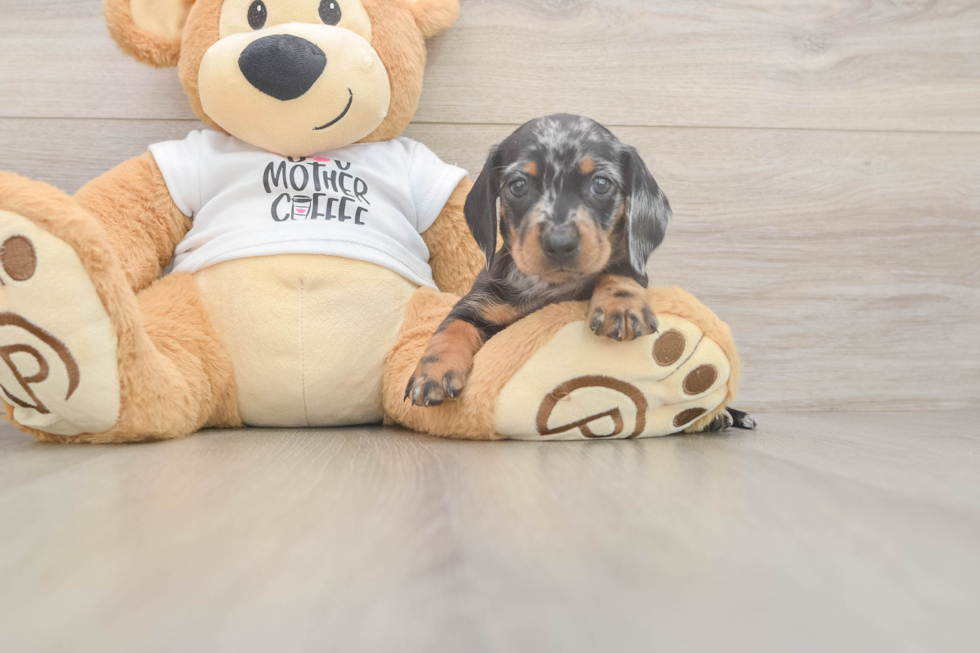 Dachshund Pup Being Cute