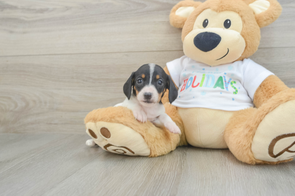 Cute Dachshund Baby