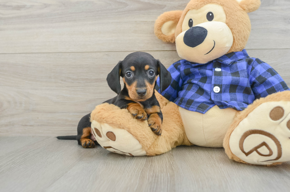 5 week old Dachshund Puppy For Sale - Windy City Pups