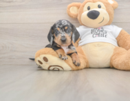 7 week old Dachshund Puppy For Sale - Windy City Pups