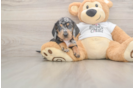 Dachshund Puppy for Adoption