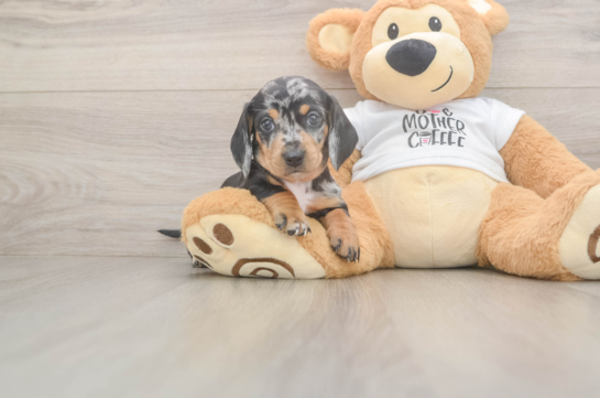 Dachshund Puppy for Adoption