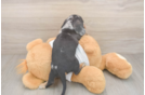 Best Dachshund Baby