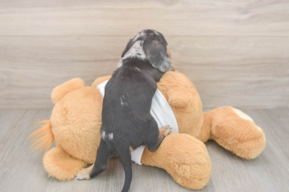 Best Dachshund Baby