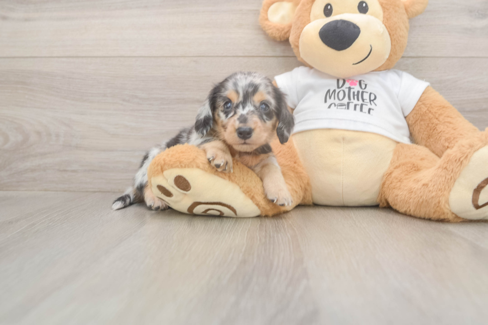 Meet Lupita - our Dachshund Puppy Photo  2/3 - Windy City Pups Cute Dachshund Baby