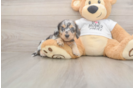 Meet Lupita - our Dachshund Puppy Photo  2/3 - Windy City Pups Cute Dachshund Baby