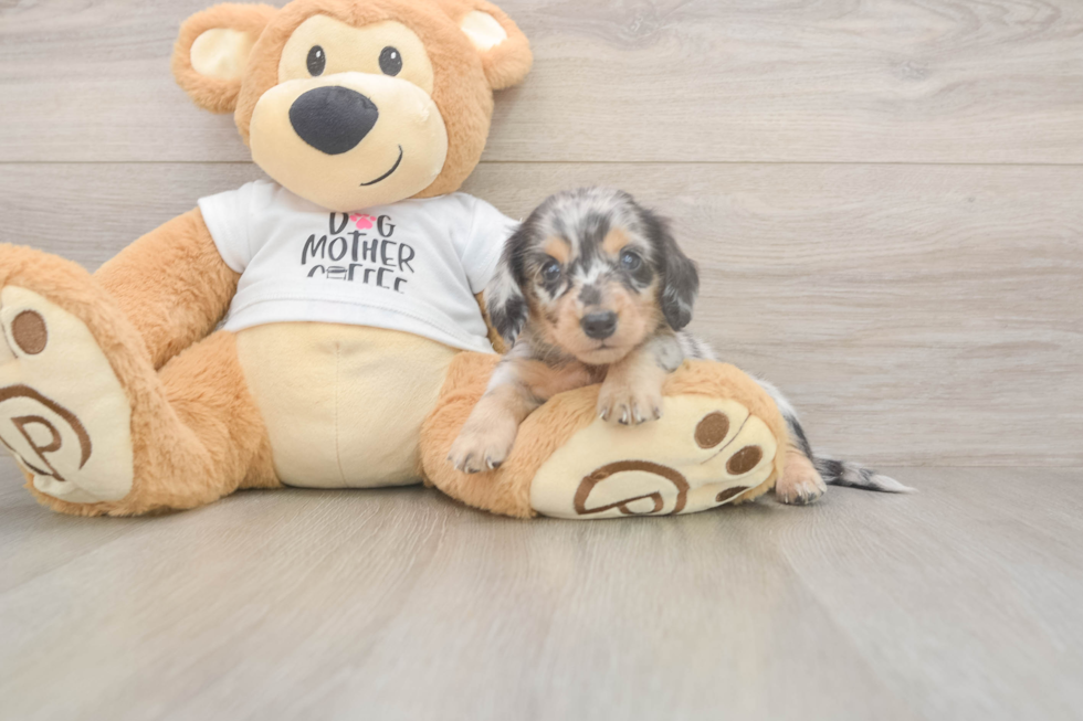 Meet Lupita - our Dachshund Puppy Photo  1/3 - Windy City Pups Cute Dachshund Baby