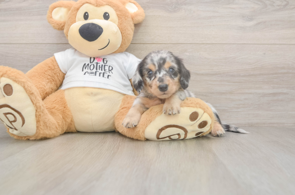 5 week old Dachshund Puppy For Sale - Windy City Pups