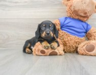8 week old Dachshund Puppy For Sale - Windy City Pups