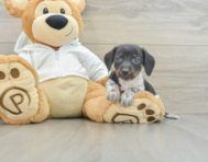 6 week old Dachshund Puppy For Sale - Windy City Pups