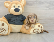 5 week old Dachshund Puppy For Sale - Windy City Pups