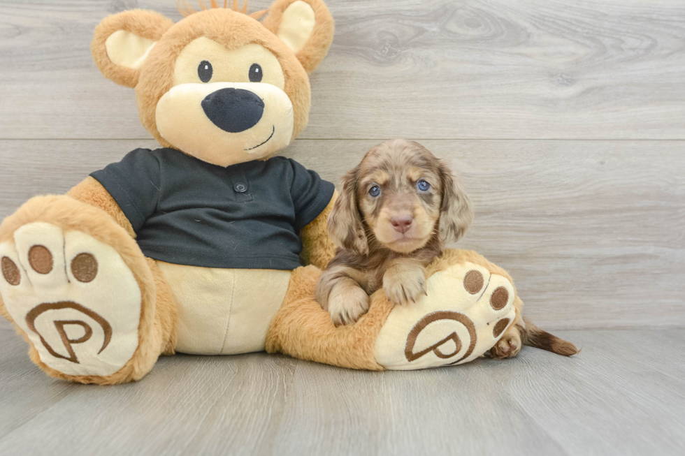 Cute Dachshund Purebred Pup