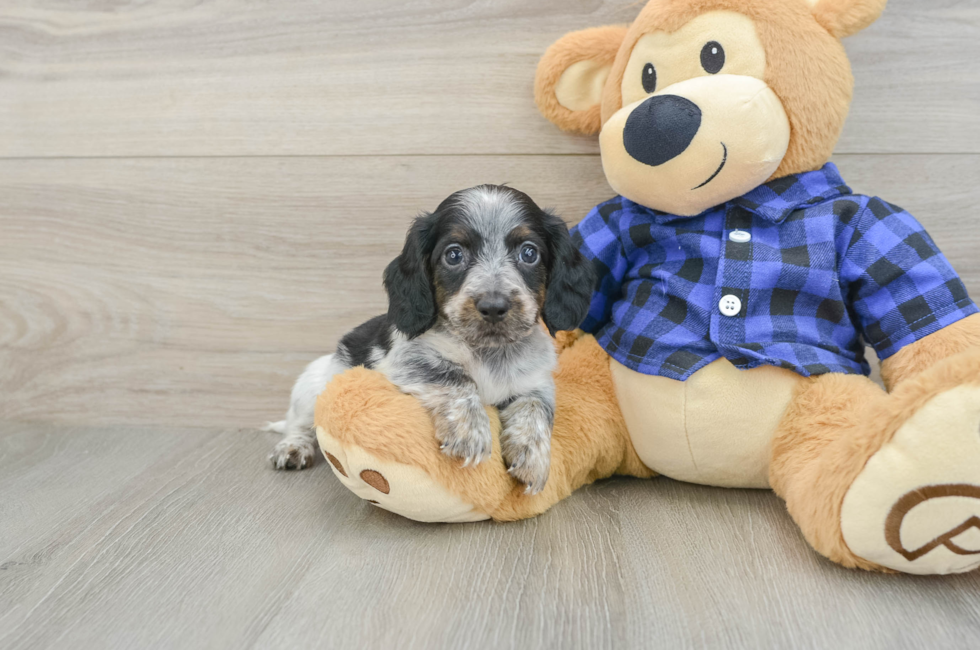 5 week old Dachshund Puppy For Sale - Windy City Pups