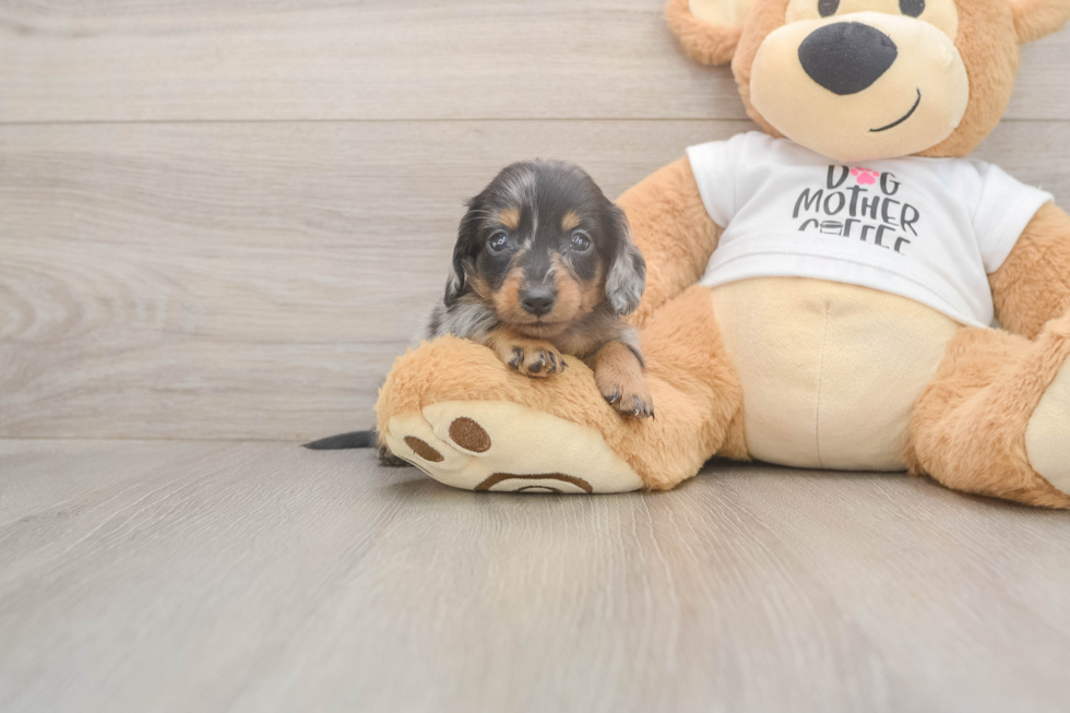 Meet Lynyard - our Dachshund Puppy Photo  1/3 - Windy City Pups Cute Doxie Purebred Puppy