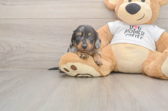 5 week old Dachshund Puppy For Sale - Windy City Pups Cute Doxie Purebred Puppy