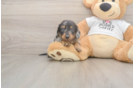 Meet Lynyard - our Dachshund Puppy Photo  1/3 - Windy City Pups Cute Doxie Purebred Puppy