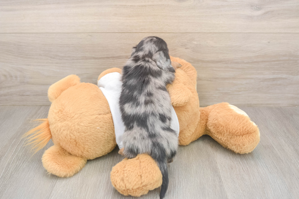 Meet Lynyard - our Dachshund Puppy Photo  3/3 - Windy City Pups Dachshund Puppy for Adoption